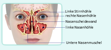 Aufbau der Nase