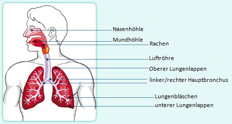 Atmungssystem Aufbau Atmung Vorbereitung Auf Den Msa Die Ist.
